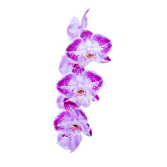 Orchids flowers in PNG isolated on transparent background