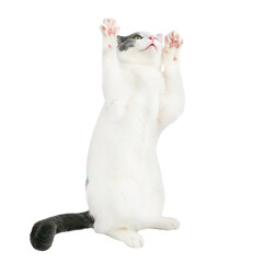 White domestic cat with black tail playing in PNG isolated on transparent background