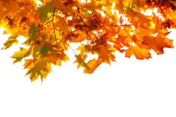 Autumn leaves fall texture isolated in PNG transparent background, red and yellow autumn leaves