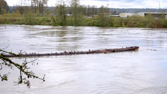 Large log floating down Snohomish River near flood stage, Washington.
