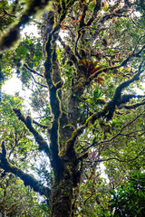 unique flowers and plants in los quetzales national park in costa rica, mountain rainforest vegetation of costa rica, tropical mist forest vegetation