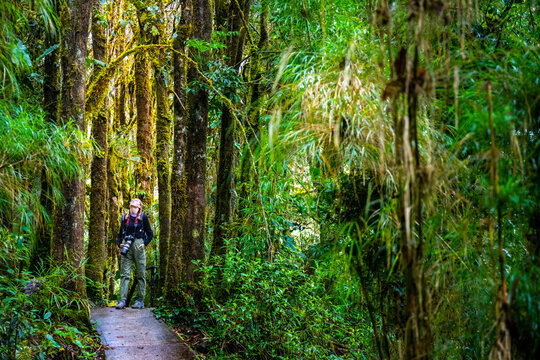 A girl with a backpack walks along a path through a mountain cloud forest in los quetzales national park in Costa Rica; walking through a tropical rainforest in the Costa Rican mountains