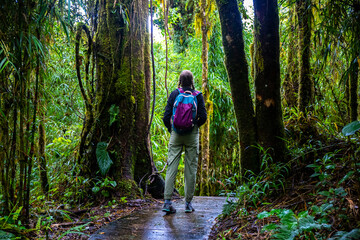 Obraz premium A girl with a backpack walks along a path through a mountain cloud forest in los quetzales national park in Costa Rica; walking through a tropical rainforest in the Costa Rican mountains