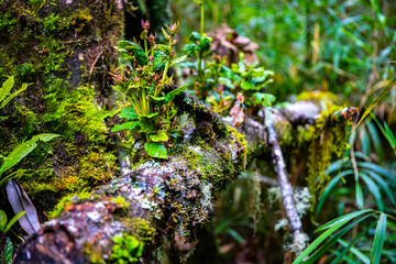 unique, colorful lush rainforest vegetation in los quetzales national park in Costa Rica in the mountains; tropical dense forest