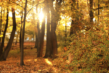 Obraz premium Beautiful yellowed trees in park on sunny day, space for text