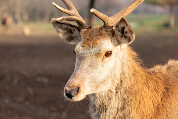 Beautiful young deer with short antlers portrait