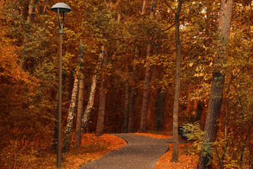 Many beautiful trees and pathway in autumn park