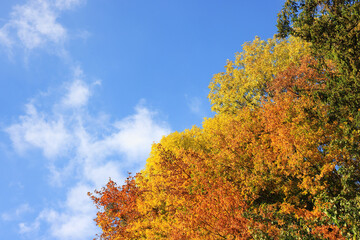 Fototapeta premium Beautiful trees with bright autumn leaves under blue sky outdoors