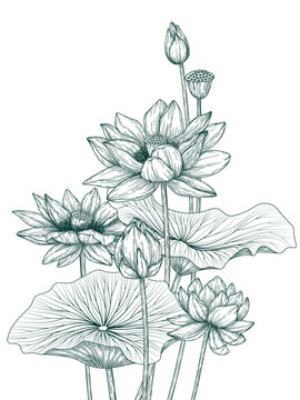 lotus flowers botanical line art clip art preview