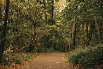 Fototapeta premium Many beautiful trees and pathway in park
