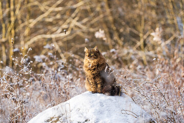 Cat in the snow on a sunny winter day. Finland