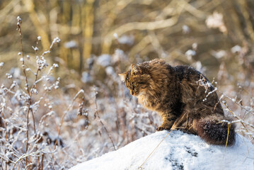 Cat in the snow on a sunny winter day. Finland