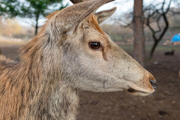 Head deer in the park portrait close-up