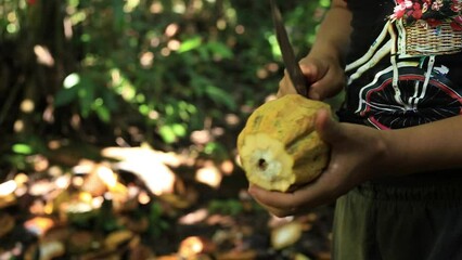A yellow cacao fruit is being opened with a machete to harvest the seeds