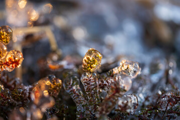 Close up of frozen plants by the sea, Finland.