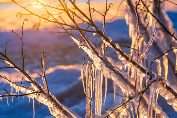 Obraz premium Icicles on branches by the sea, Finland. 