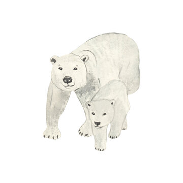 Polar bear. Watercolor illustration isolated on white background. Sketch animal. Cute wild bear. Picture. Image