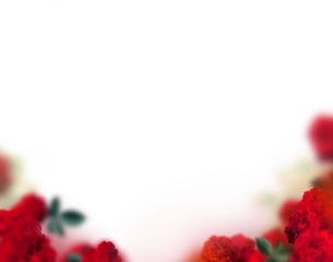 Decoration Red rose frame with white background png form 