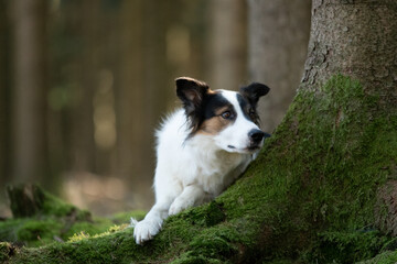 shooting photo d'un chien dans les bois