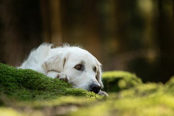 Chien de race golden retriever dans la forêt 