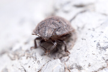 Greater streaked shield bug, Odontoscelis sp posed on a rock under the sun