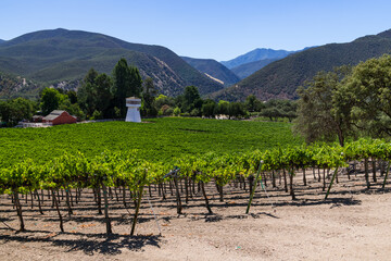 Vineyard and winery in Carmel Valley, California
