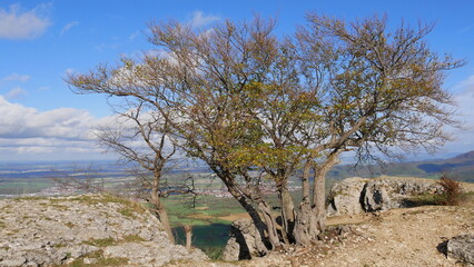 Majest&auml;tischer Baum am Breitenstein mit Blick in das Albvorland