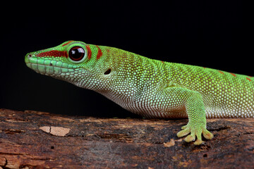 Portrait of a Madagascar Giant Day Gecko on a branch
