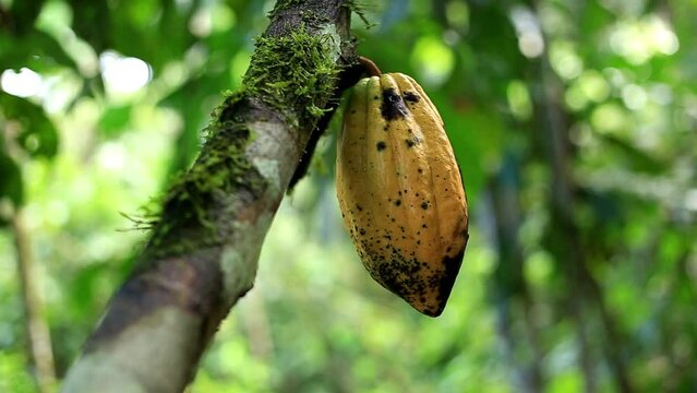 Still video of a yellow cacao fruit growing on the cacao tree