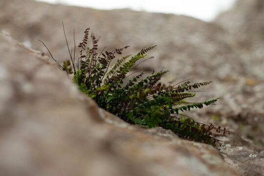 Green withered grass grows from gray stone