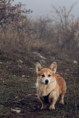 A cute Pembroke Welsh Corgi sits on a background of mountains and fog. Traveling with a dog.