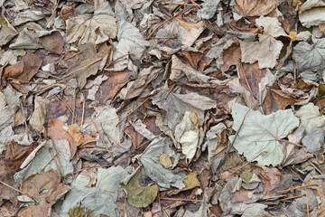 Natural background of fallen autumn vine leaves.