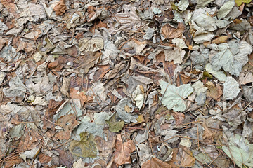 Natural background of fallen autumn vine leaves.