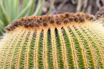 Close up of Echinocactus grusonii