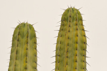 closeup of the typical cactus