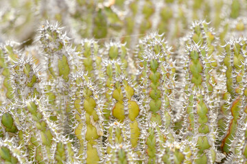 Close-up of a set of small green cacti with short white spines