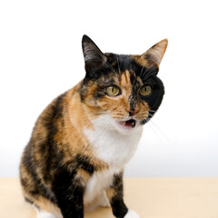 beautiful three colors adult domestic tortoiseshell cat with white breast sitting on light table on white background, looks, mouth open in surprise, concept love for animals, keeping four-legged pets
