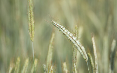 Green ears of grain. Rye in the spring season, agriculture. Cereal ripening in the field. Green ear in close-up.