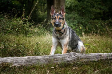 German Shepherd Dog sitting down looking at the camera