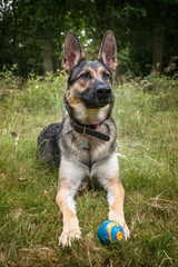 Naklejka na ściany i meble German Shepherd Dog laying down in the long grass looking at the camera with her ball