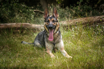 German Shepherd Dog laying down in the long grass looking at the camera with a head tilt