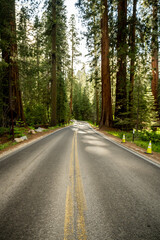 Fototapeta na wymiar Middle of Road Cutting Through Sequoia Grove