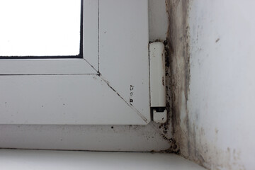 A damp window and a corner with a fungus that has grown into the wall and is spreading on the windowsill.