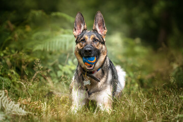German Shepherd Dog laying down in the long grass looking at the camera with her ball