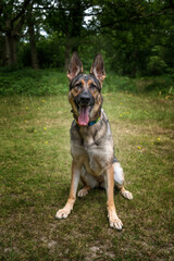 German Shepherd Dog sitting down looking at the camera