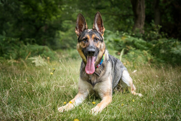 German Shepherd Dog laying down in the long grass looking at the camera