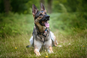 German Shepherd Dog laying down in the long grass looking up to the right