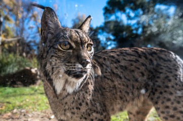 Naklejka na ściany i meble An Iberian lynx (Lynx pardinus), a wild cat species endemic to the Iberian Peninsula, listed as endangered on the IUCN Red List (Red List of Threatened Species)
