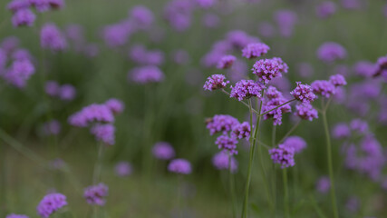 Beautiful of flowers blooming in the field