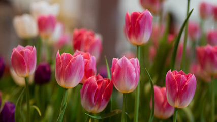Fototapeta premium Beautiful of tulip flowers in the nature
